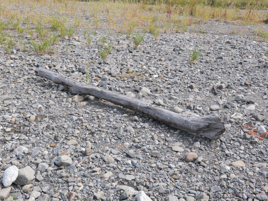 普段ほとんど水が流れていない川。その川を歩いて見かけた流木。こんな大きな木が、一体いつここまでやってきたのだろうかと想像が膨らむ。